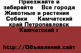 Приезжайте и забирайте. - Все города Животные и растения » Собаки   . Камчатский край,Петропавловск-Камчатский г.